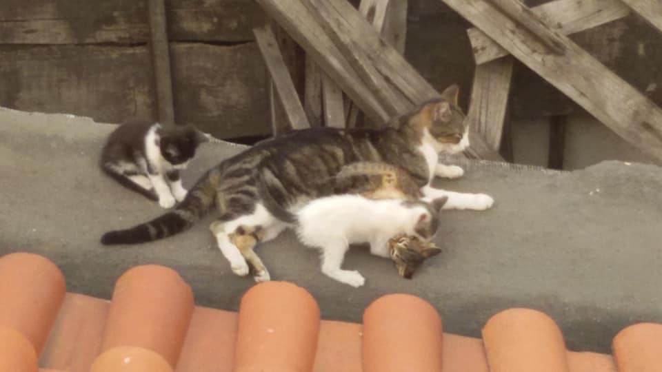 Cats