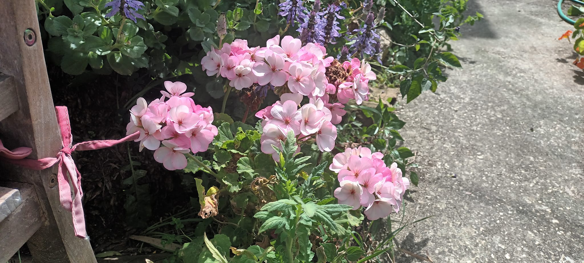 Pelargonium